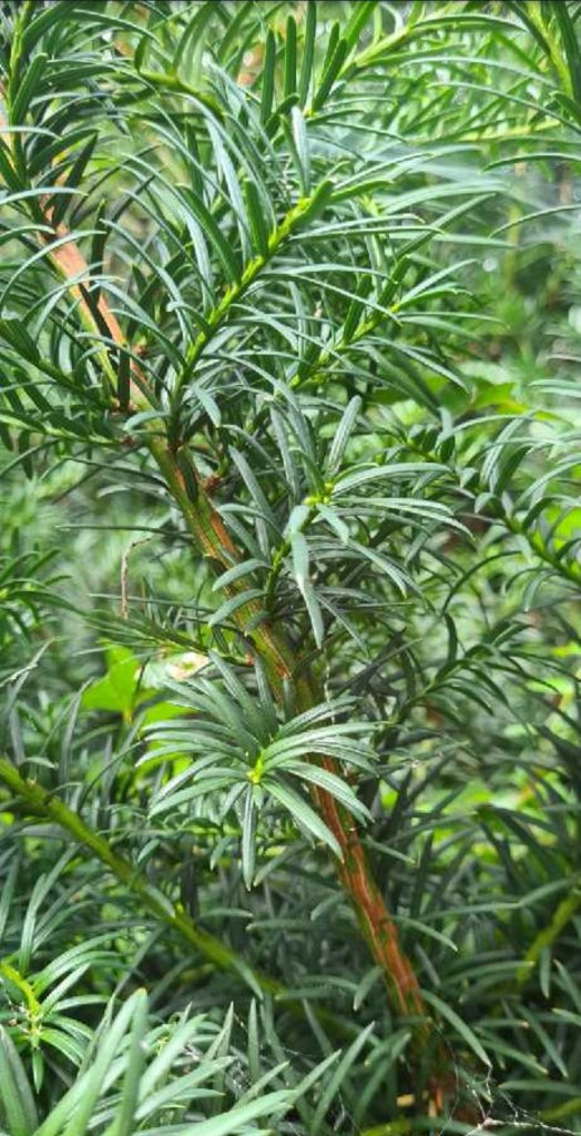 Eibe (Taxus baccata) Raum Kasendorf, Oberfranken