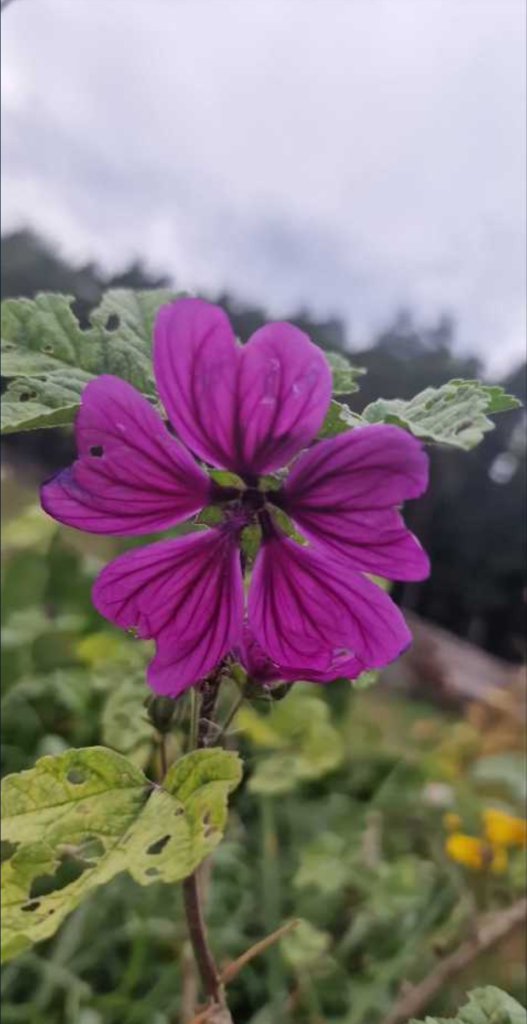 Wilde Malve (Malva sylvestris) Raum Kasendorf, Oberfranken