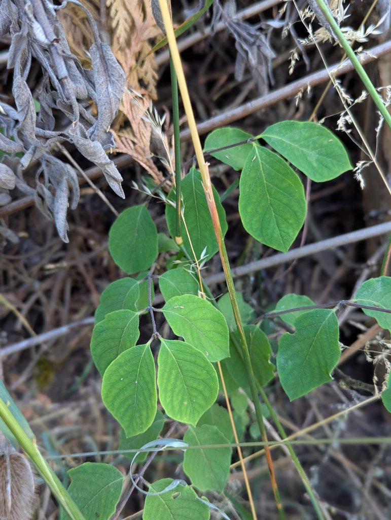 Rote Heckenkirsche (Lonicera xylosteum) in Weidach