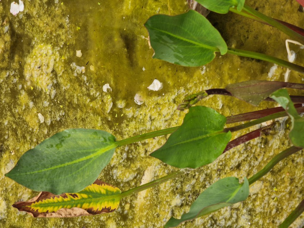 Gewöhnlicher Froschlöffel (Alisma plantago-aquatica) in Berndorf