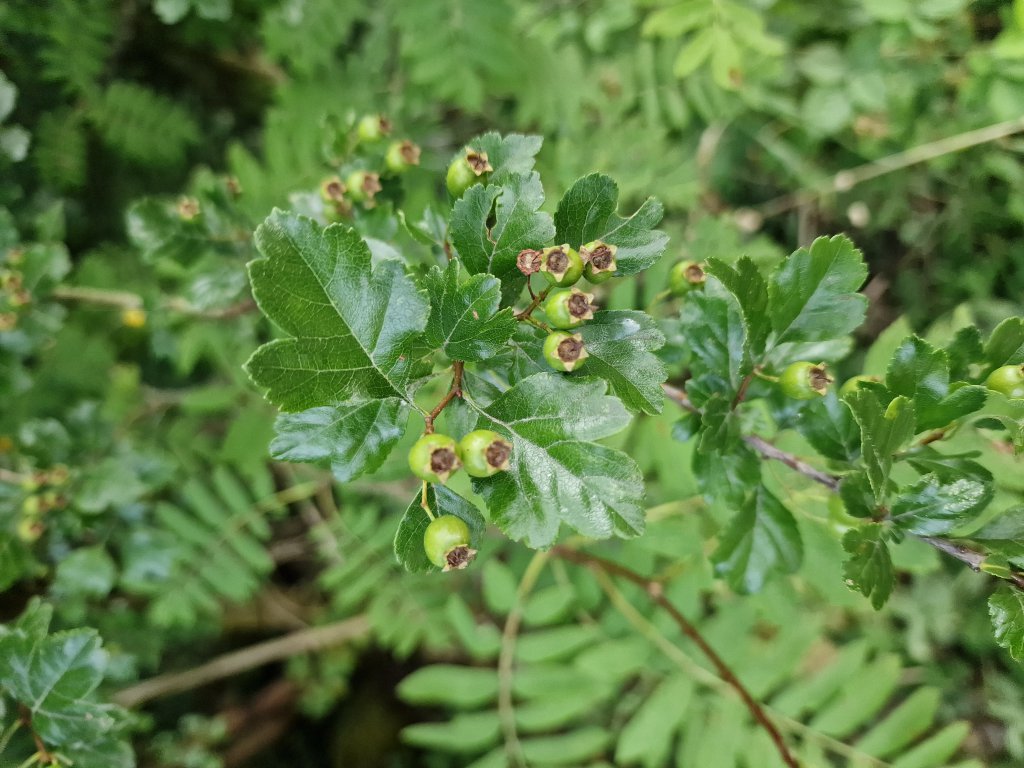 Zweigriffliger Weißdorn (Crataegus laevigata) in Seubersdorf