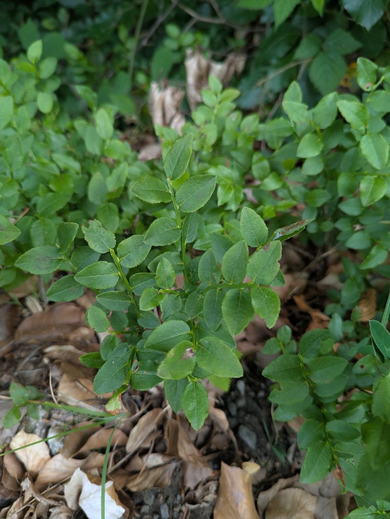 Heidelbeere (Vaccinium myrtillus) in Weidach Callenberger Forst