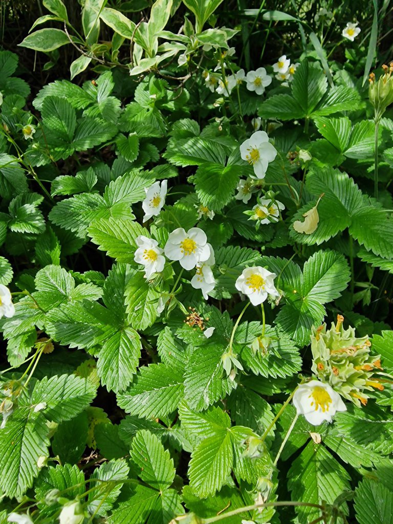 Knack-Erdbeere (Fragaria viridis) nahe Seubersdorf
