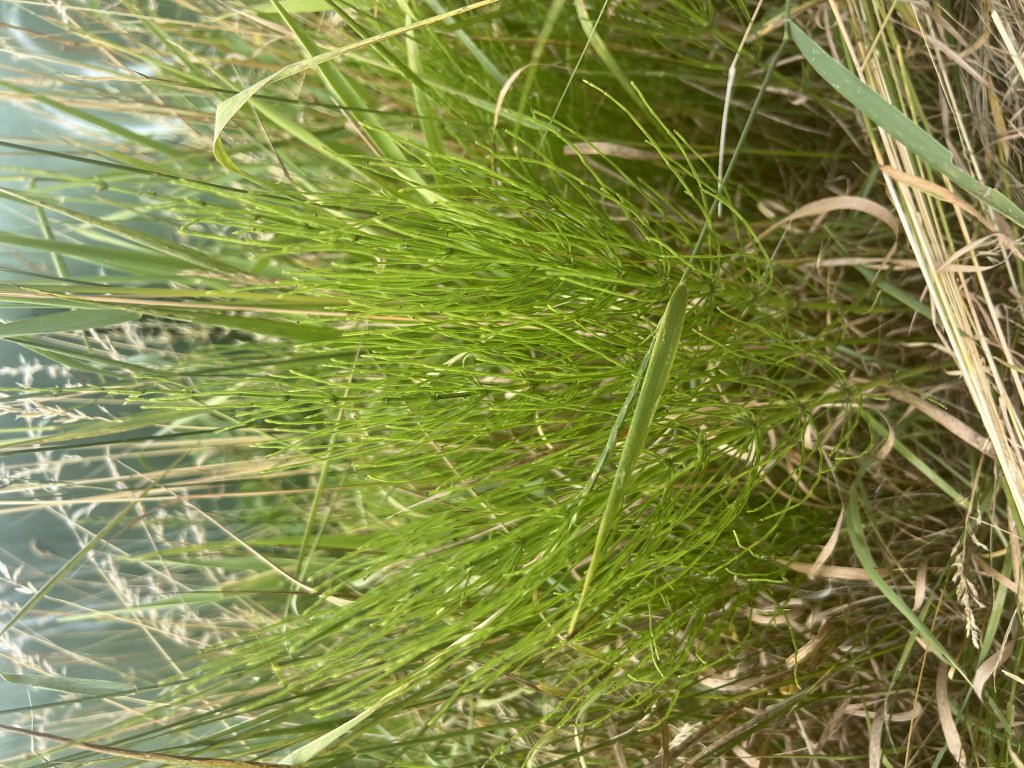 Acker-Schachtelhalm (Equisetum arvense) in Döllnitz