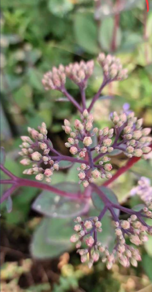 Große Fetthenne (Hylotelephium telephium) in Seubersdorf