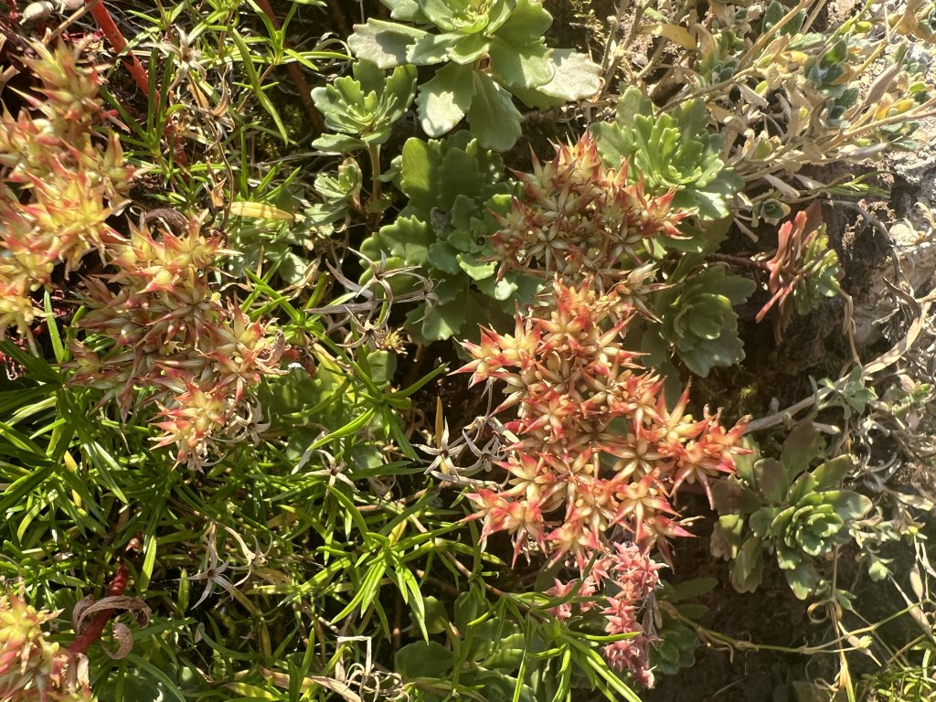 Kaukasus-Asienfetthenne (Sedum spurium) Raum Kasendorf, Oberfranken