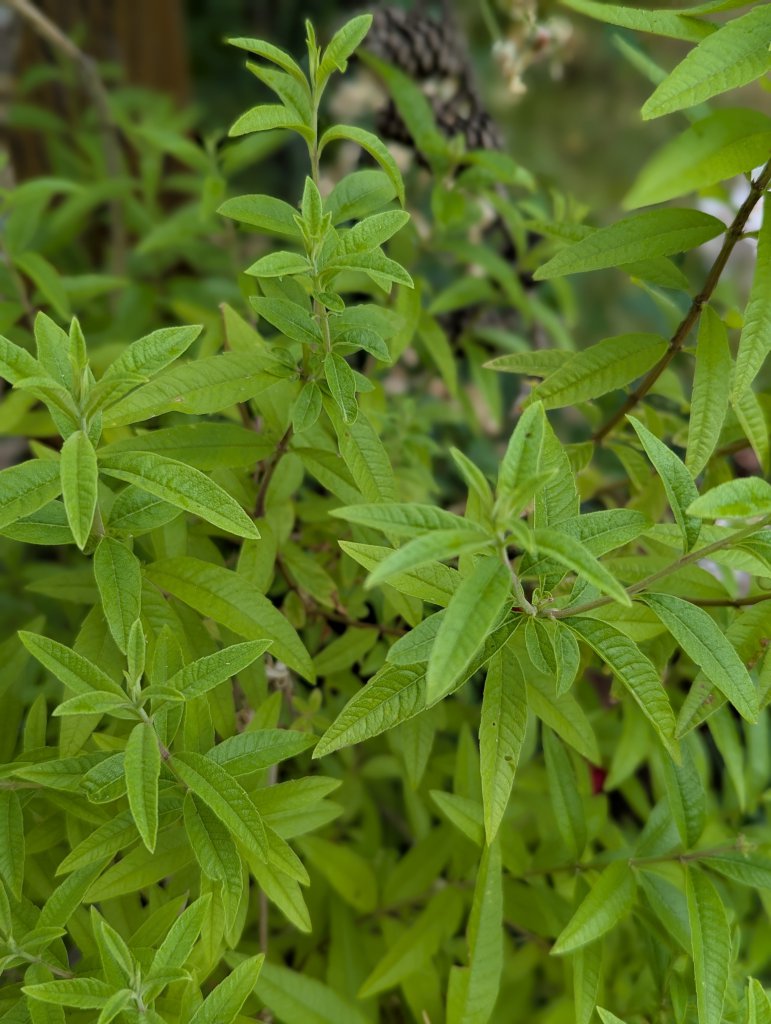 Zitronenstrauch (Aloysia citrodora) in Weidach