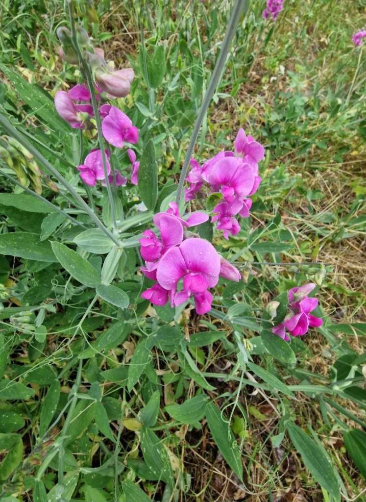 Breitblättrige Platterbse (Lathyrus latifolius) in Seubersdorf