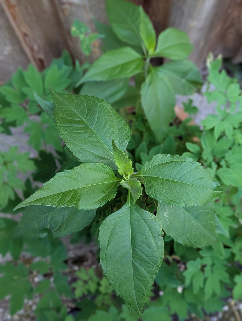 Topinambur (Helianthus tuberosus) in Weidach