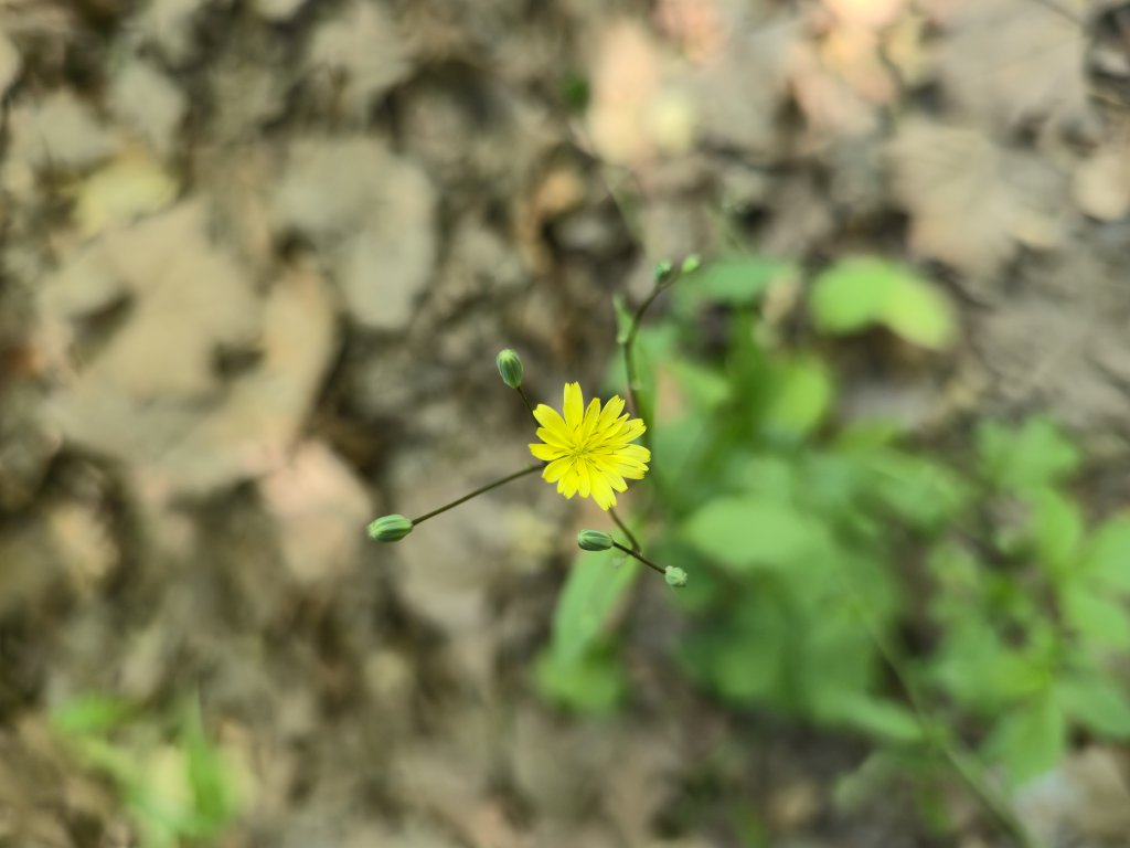 Gewöhnlicher Rainkohl (Lapsana communis) nahe Wohlbach