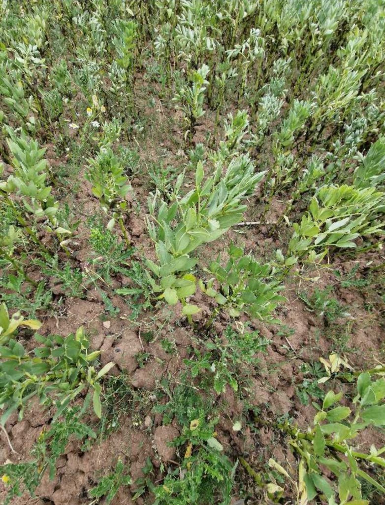 Ackerbohne (Vicia faba) Raum Kasendorf, Oberfranken