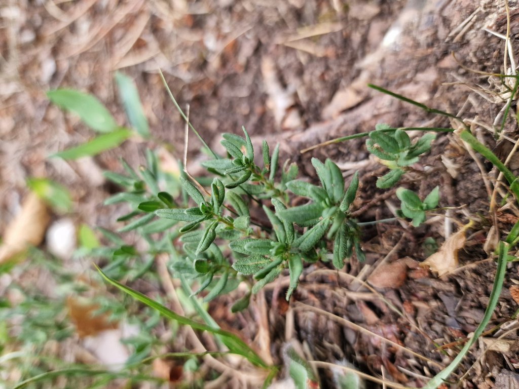 Berg-Gamander (Teucrium montanum) Raum Kasendorf, Oberfranken