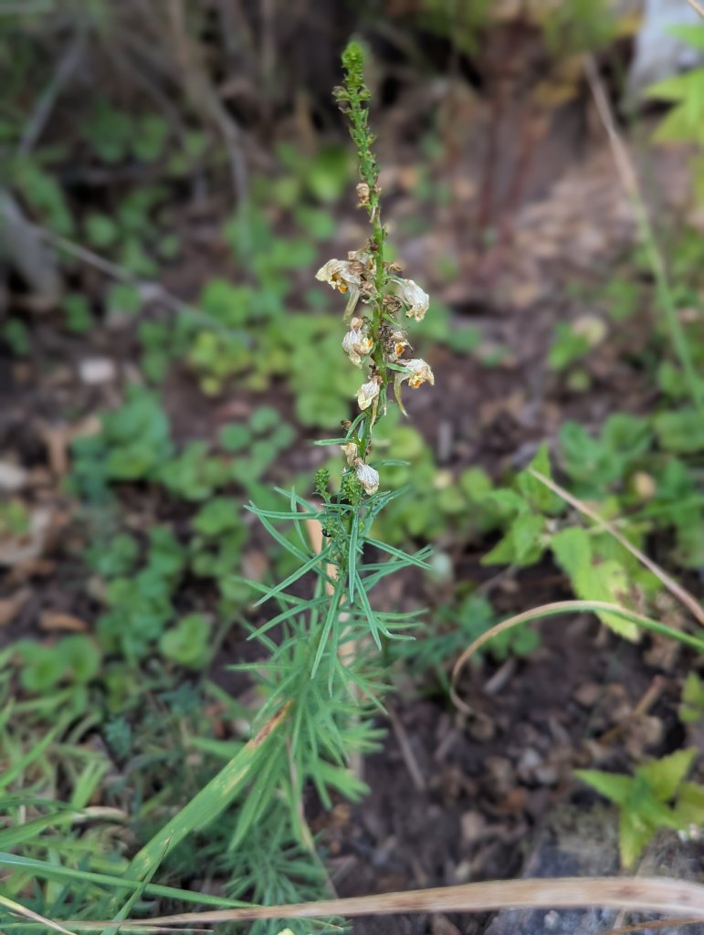 Gewöhnliches Leinkraut (Linaria vulgaris) in Weidach