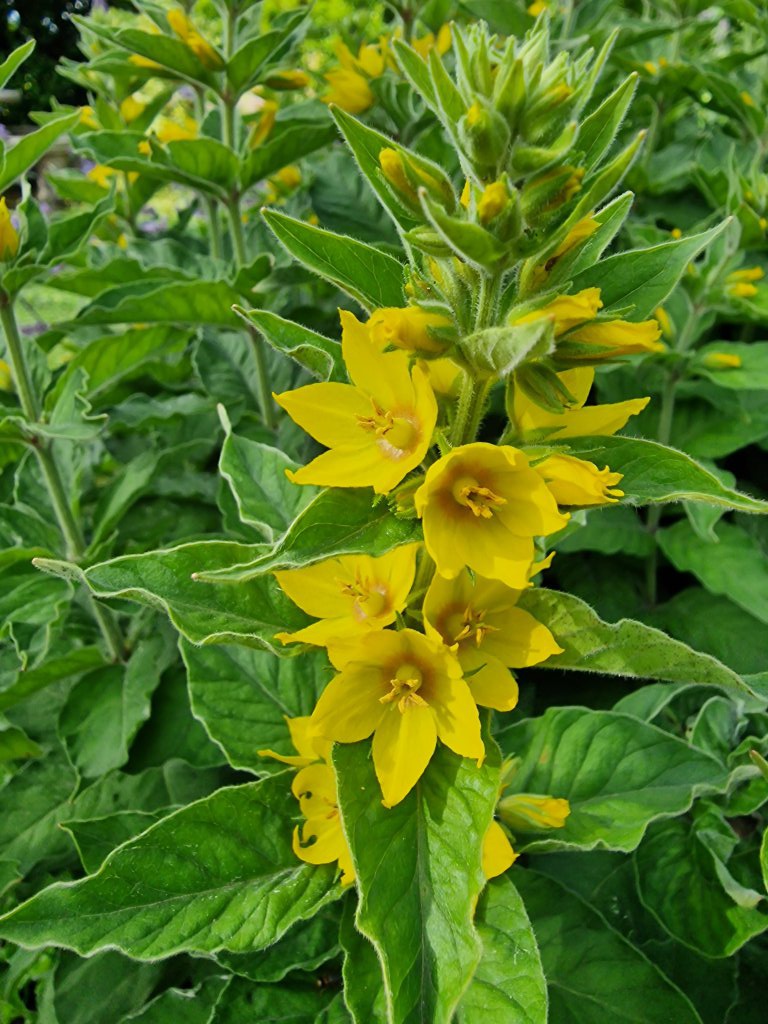 Punktierter Gilbweiderich (Lysimachia punctata) nahe Seubersdorf