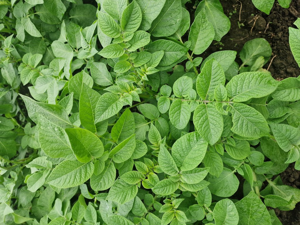 Kartoffel (Solanum tuberosum) Raum Kasendorf, Oberfranken