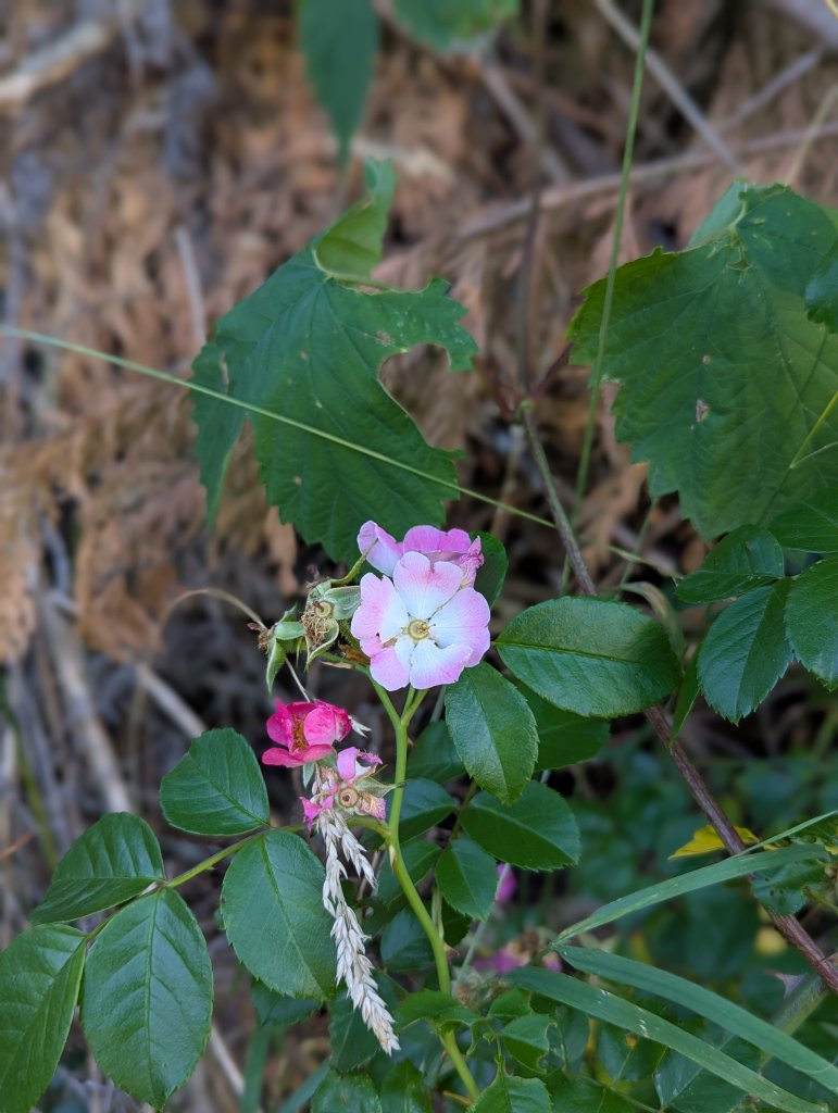 Ramblerrose "American Pillar" (Rosa 'American Pillar') in Weidach
