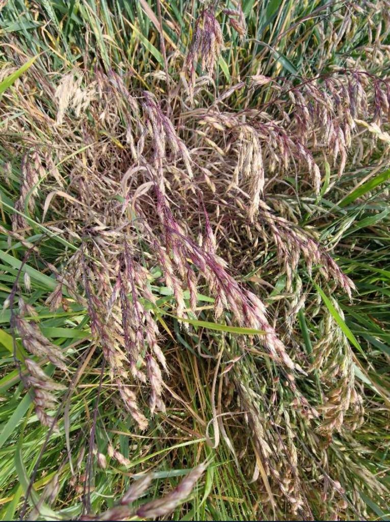 Roggen-Trespe (Bromus secalinus) in Seubersdorf