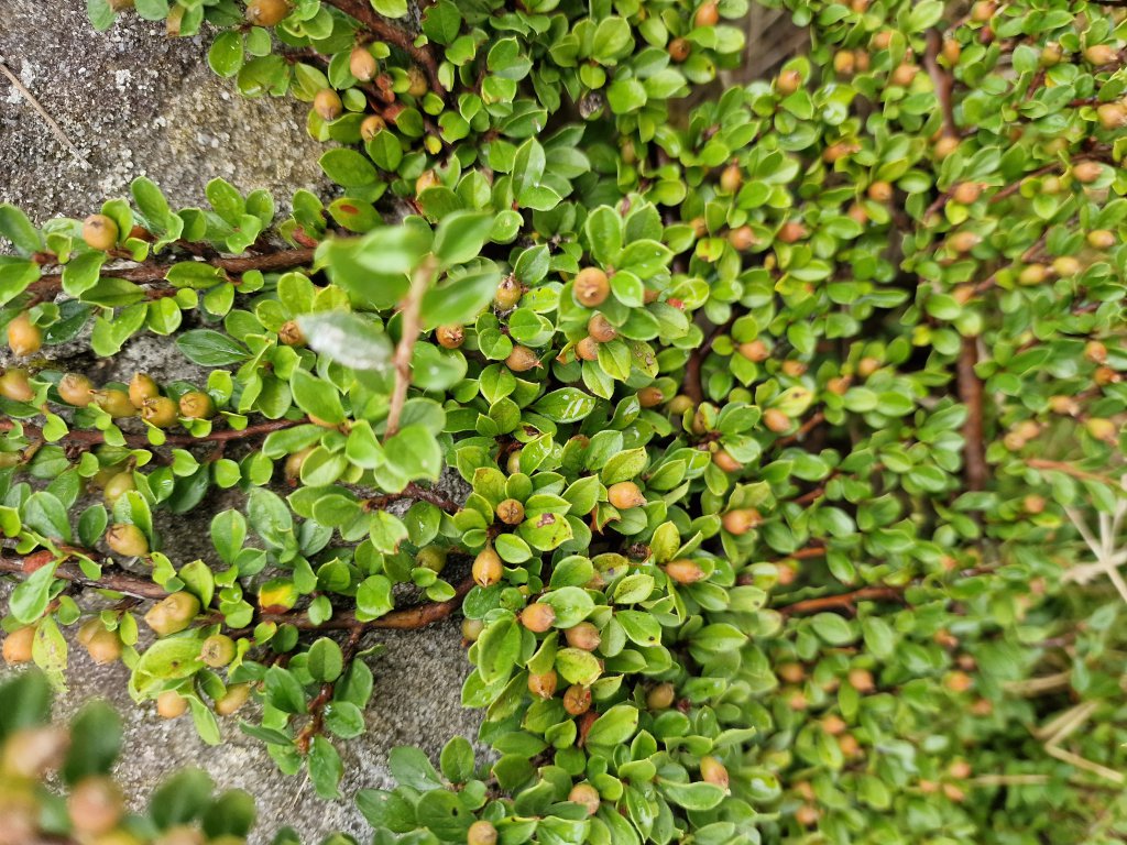 Fächer-Zwergmispel (Cotoneaster horizontalis) in Hutschdorf