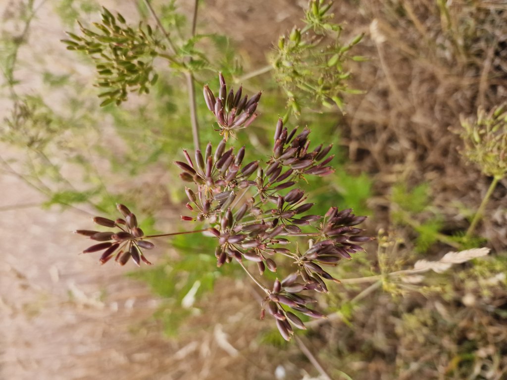 Betäubender Kälberkropf (Chaerophyllum temulum) in Seubersdorf
