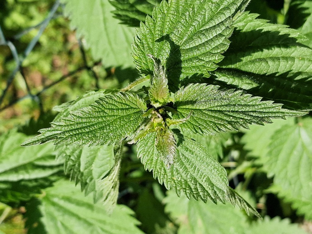 Große Brennnessel (Urtica dioica) Raum Kasendorf, Oberfranken