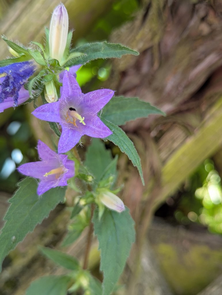 Nesselblättrige Glockenblume (Campanula trachelium) in Weidach