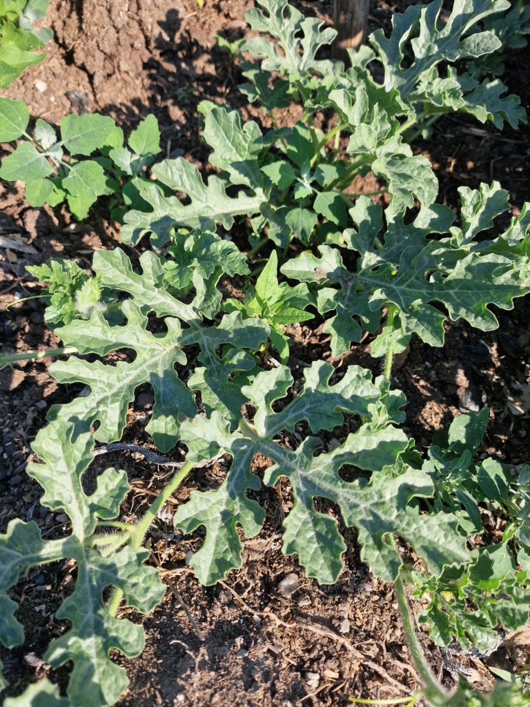 Wassermelone (Citrullus lanatus) in Seubersdorf