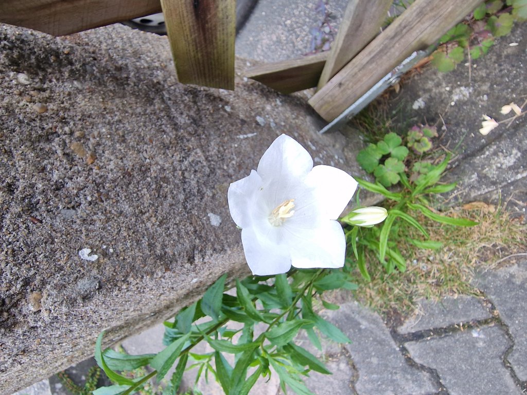 Pfirsichblättrige Glockenblume (Campanula persicifolia) Raum Kasendorf, Oberfranken