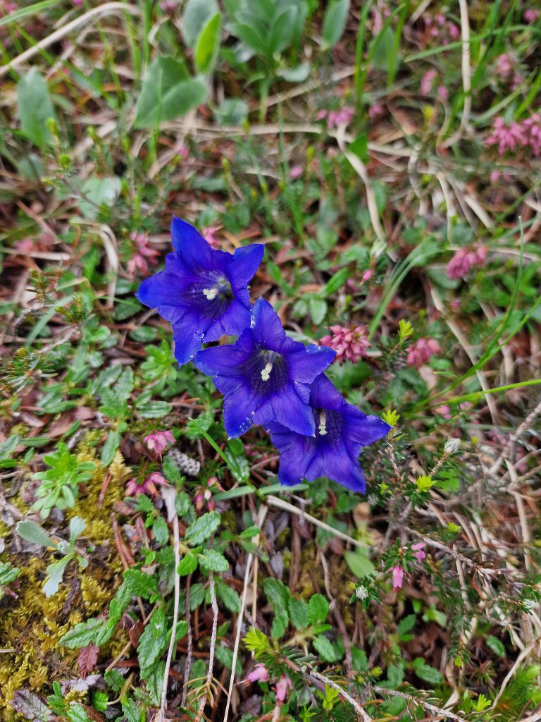 Stängellose Enzian (Gentiana acaulis) Raum Kasendorf, Oberfranken