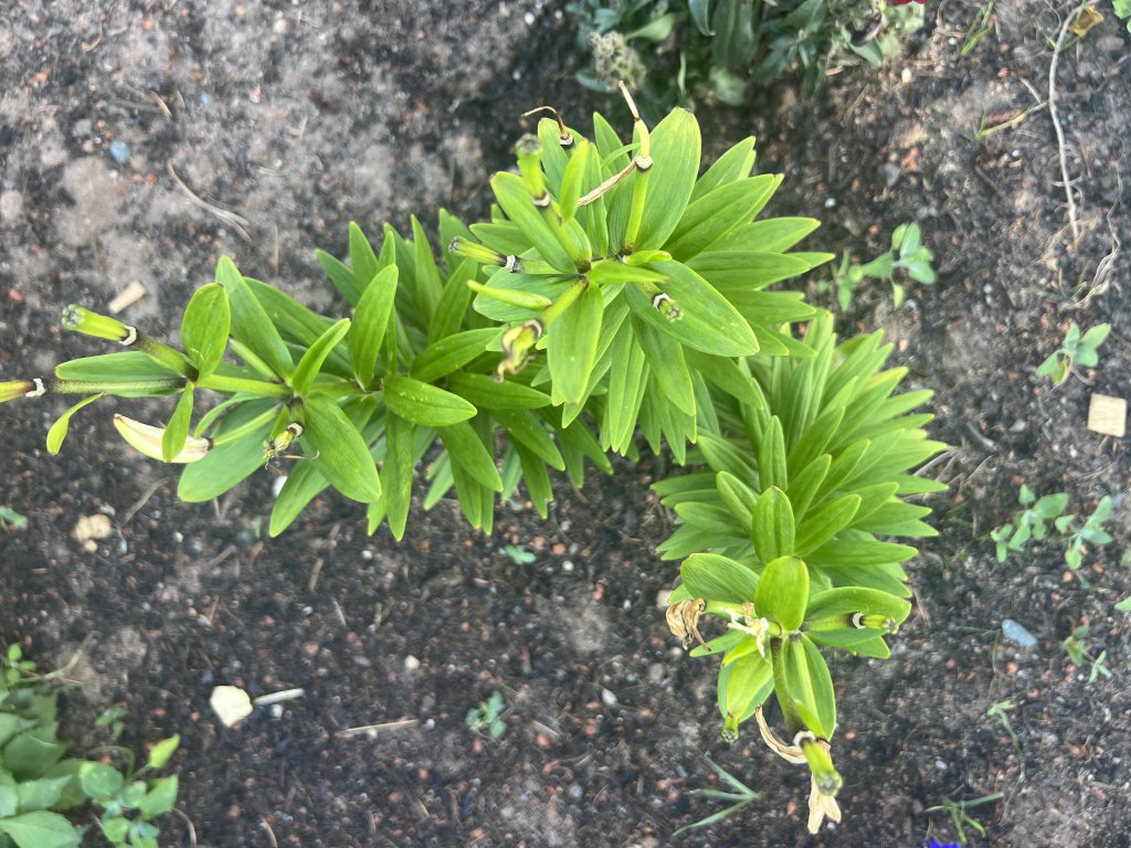 Feuer-Lilie (Lilium bulbiferum) in Döllnitz