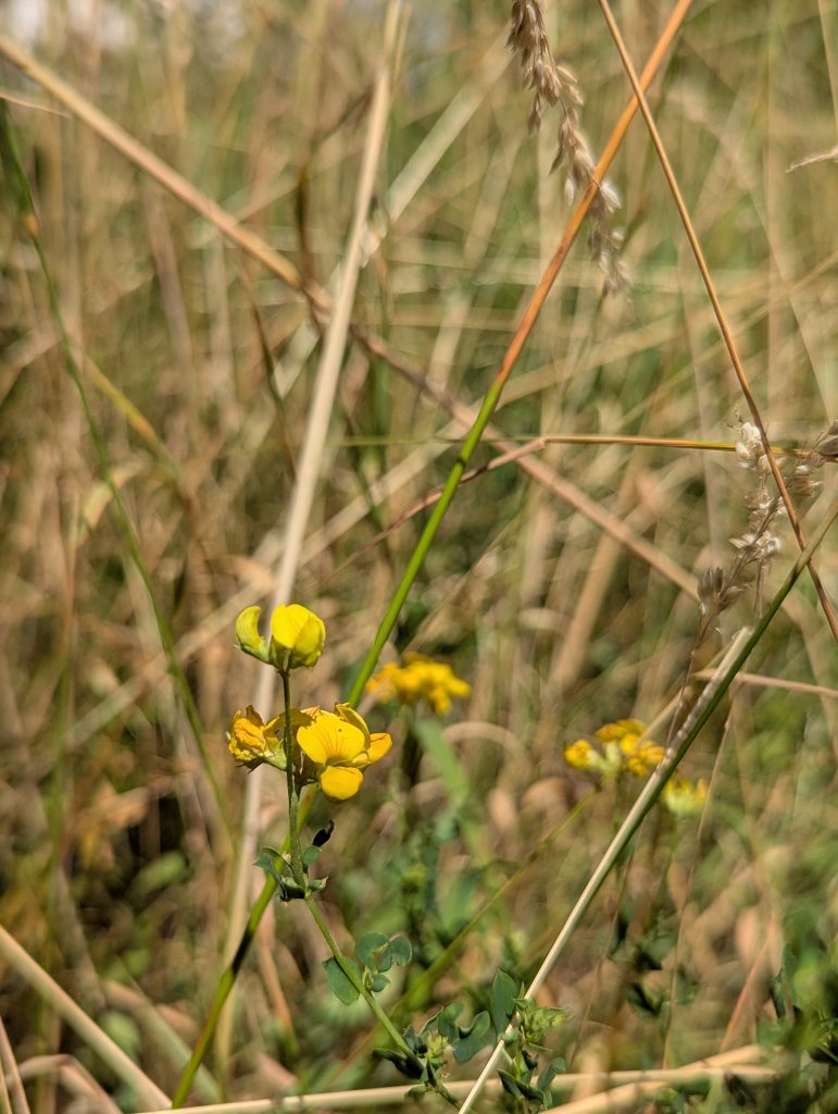 Gewöhnlicher Hornklee (Lotus corniculatus) in Weidach