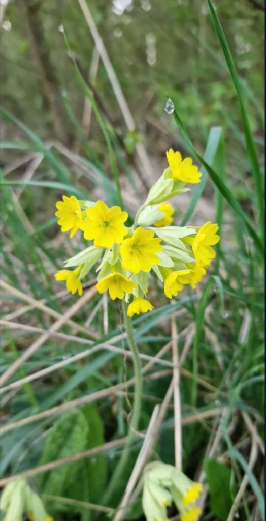Echte Schlüsselblume (Primula veris) Raum Kasendorf, Oberfranken