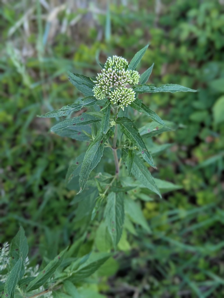 Gewöhnlicher Wasserdost (Eupatorium cannabinum) in Weidach Callenberger Forst