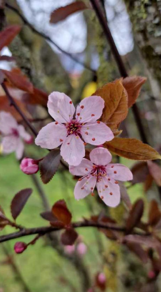 Kirschpflaume (Prunus cerasifera) Raum Kasendorf, Oberfranken