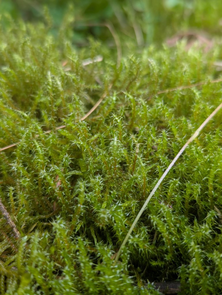 Sparriges Kranzmoos (Rhytidiadelphus squarrosus) in Weidach Callenberger Forst