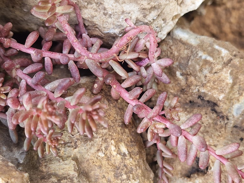 Weiße Fetthenne (Sedum album) nahe Seubersdorf