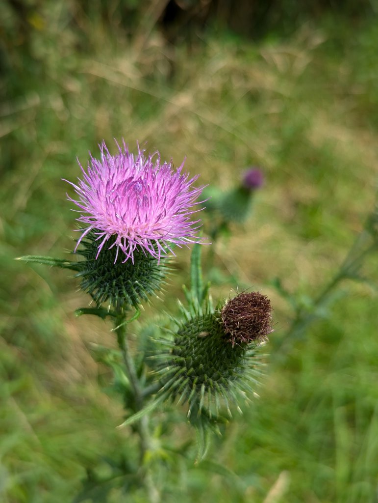 Lanzett-Kratzdistel (Cirsium vulgare) in Weidach