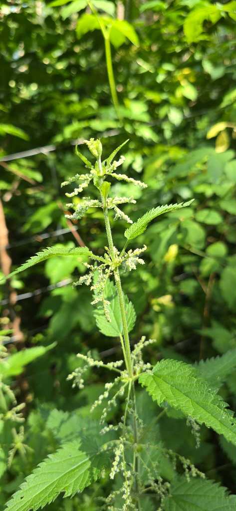 Große Brennnessel (Urtica dioica) nahe Lopp