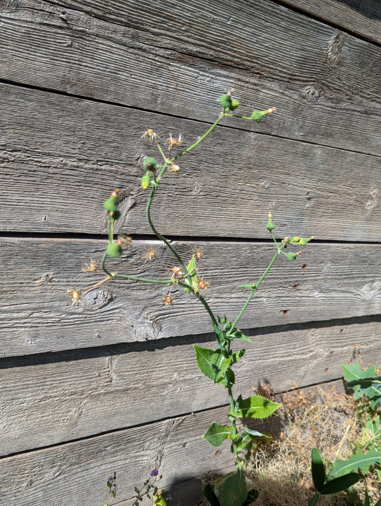 Raue Gänsedistel (Sonchus asper) in Weidach