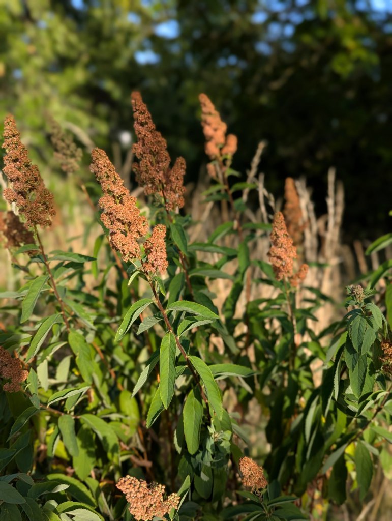 Weidenblättriger Spierstrauch (Spiraea salicifolia) in Weidach