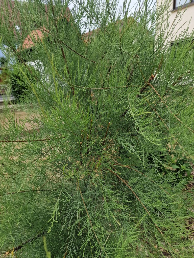 Französische Tamariske (Tamarix gallica) Raum Kasendorf, Oberfranken