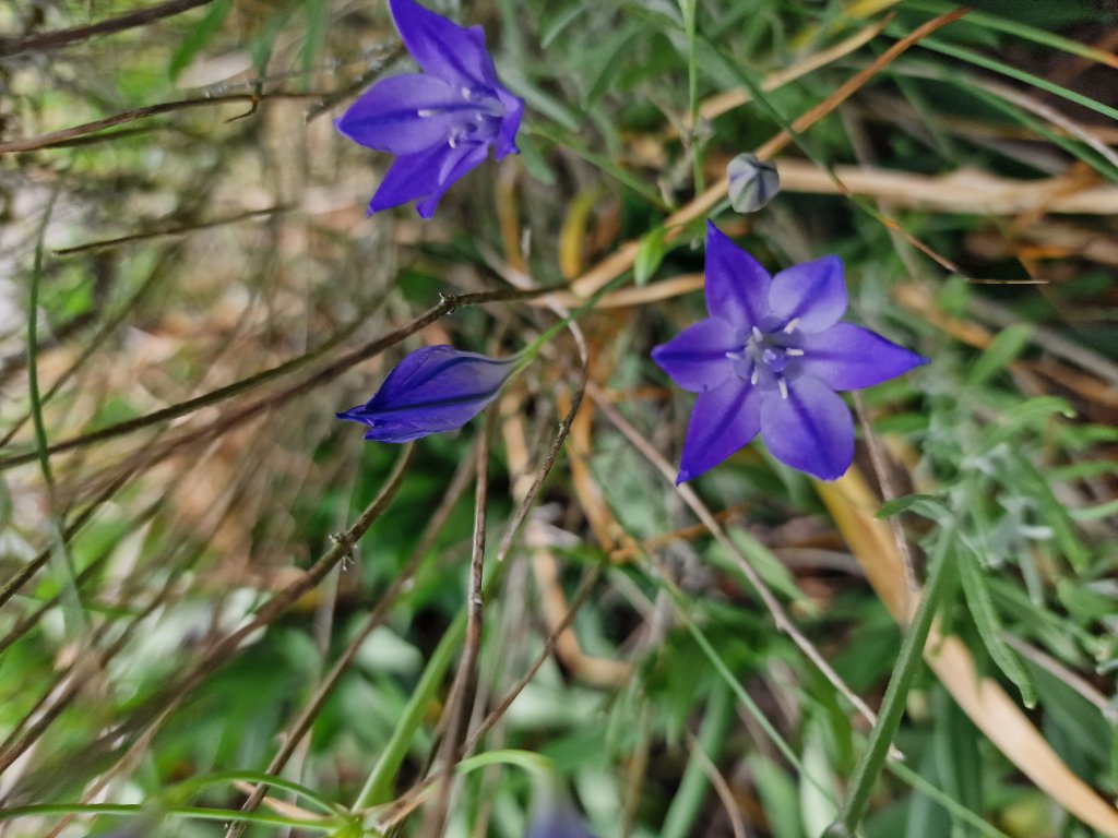 Blaue Triteleie (Triteleia laxa) Raum Kasendorf, Oberfranken