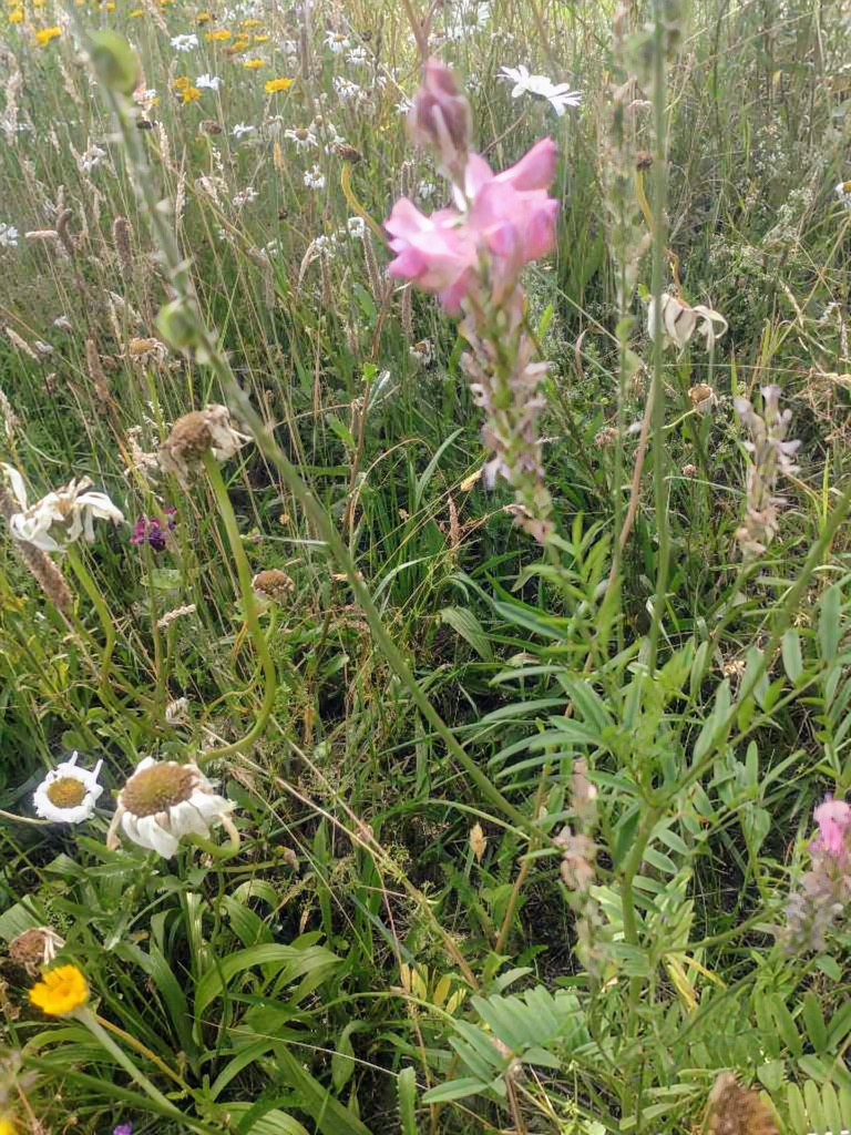 Saat-Esparsette (Onobrychis viciifolia agg.) in Weidach Callenberger Forst