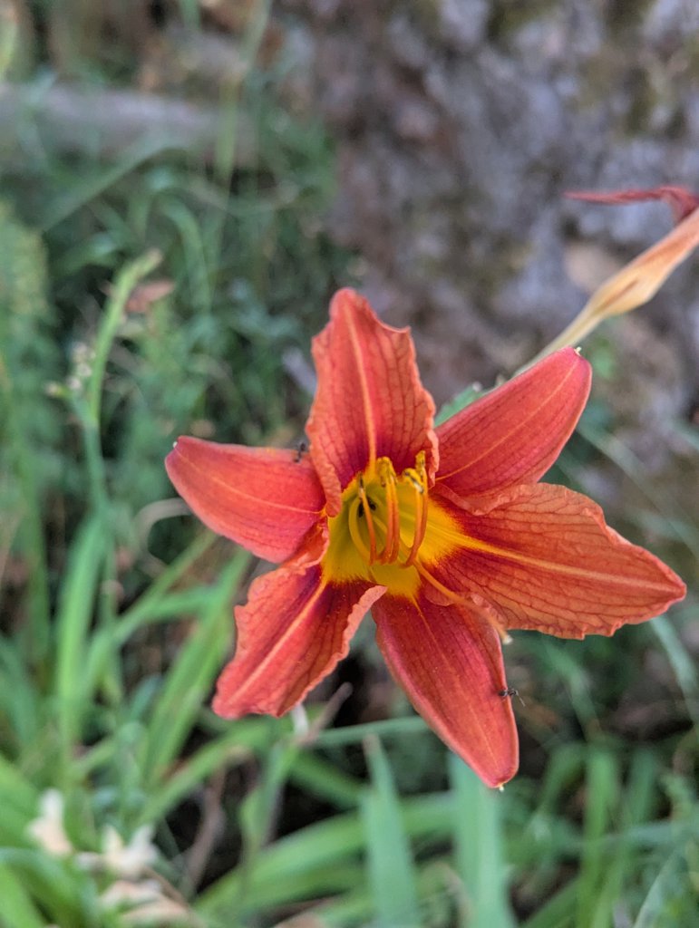 Gelbrote Taglilie (Hemerocallis fulva) in Weidach