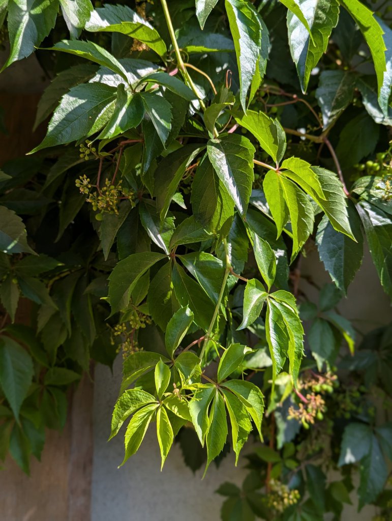 Selbstkletternde Jungfernrebe (Parthenocissus quinquefolia) in Weidach