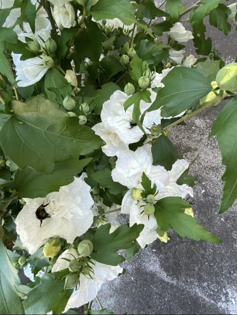 Straucheibisch (Hibiscus syriacus) Raum Kasendorf, Oberfranken