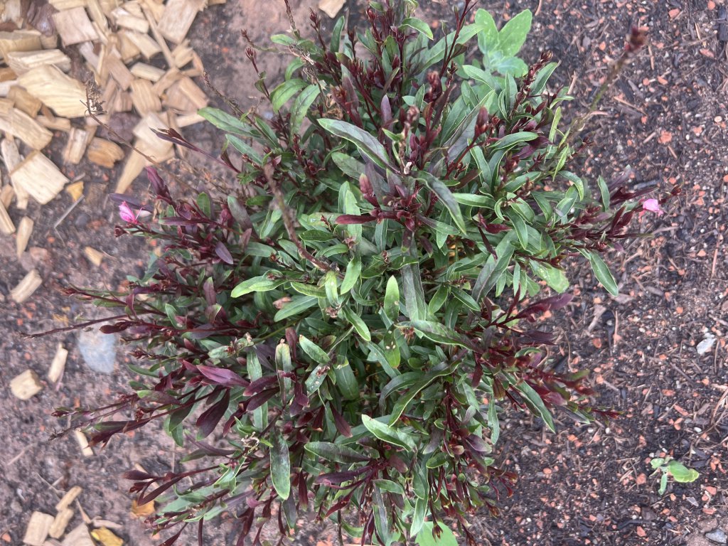 Lindheimer-Prachtkerze (Oenothera lindheimeri) in Döllnitz