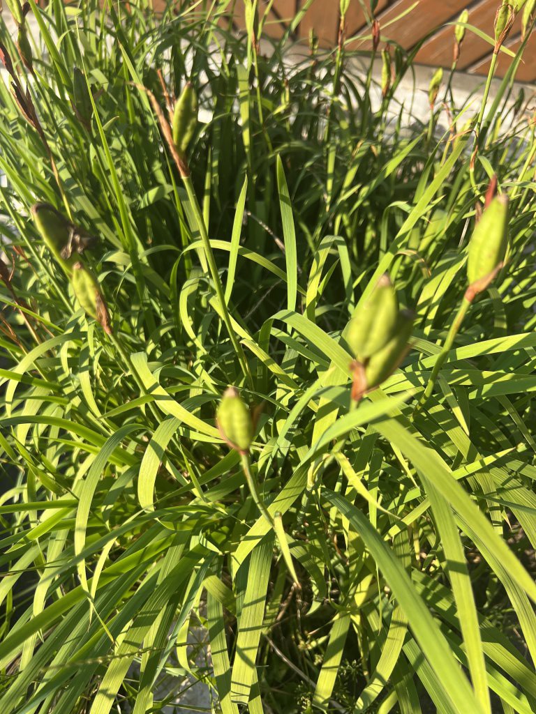 Sibirische Schwertlilie (Iris sibirica) Raum Kasendorf, Oberfranken