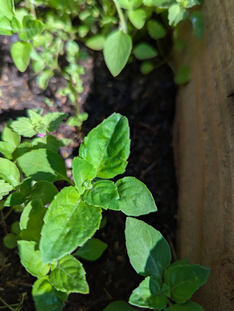 Basilikum (Ocimum basilicum) in Weidach