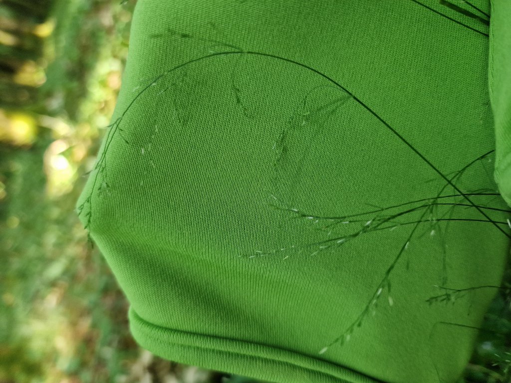 Hain-Rispengras (Poa nemoralis) in Seubersdorf