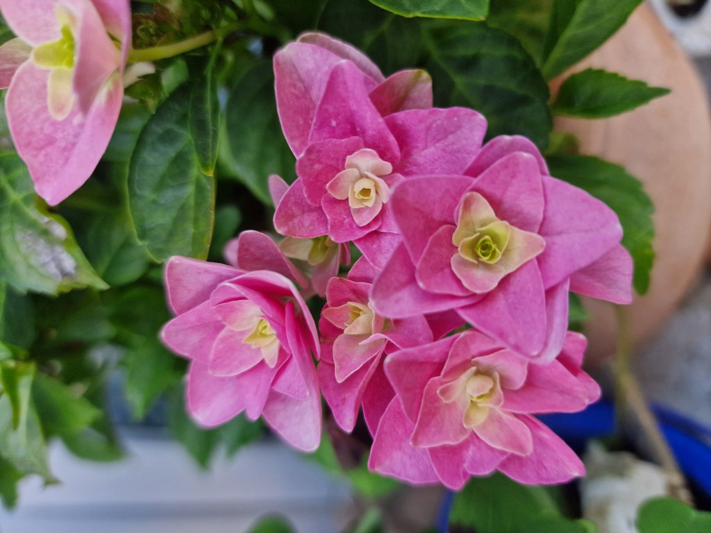 Garten-Hortensie (Hydrangea macrophylla) in Seubersdorf